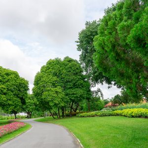 Pielęgnacja zieleni